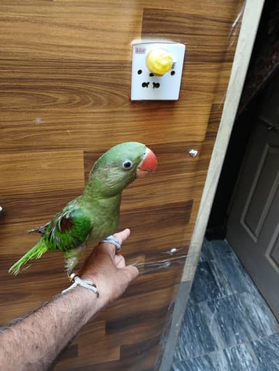 full hand tame
