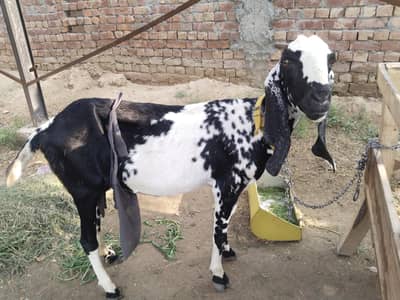 3 Female Goats + 2 buchay Bakra + 1 Bakri