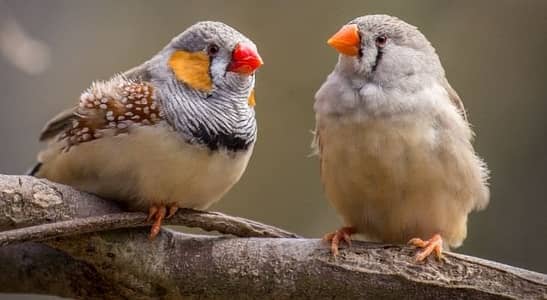 3 pair finches for sale