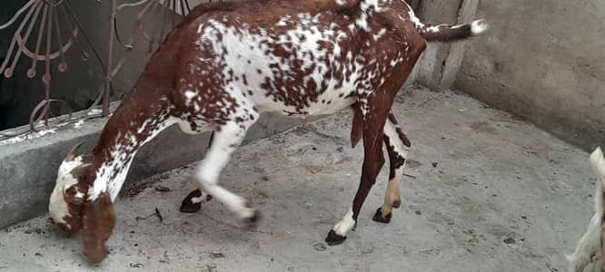 makki chen9 bakri , 2 nar bachy sath