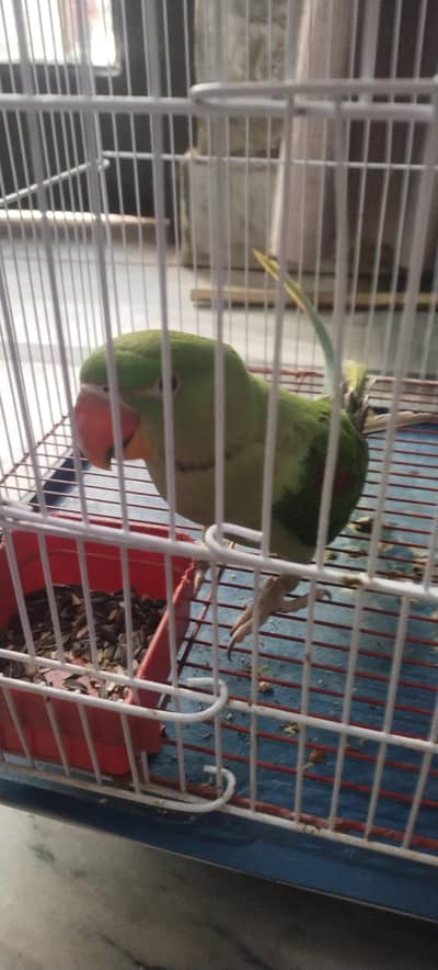 talking parrot for sale