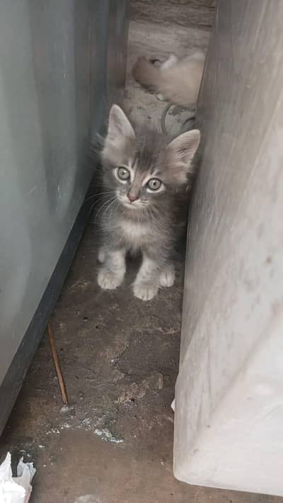 Persian kittens