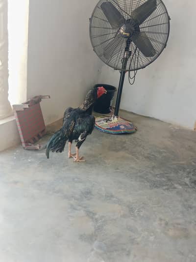Lasani Aseel Murgha For sale