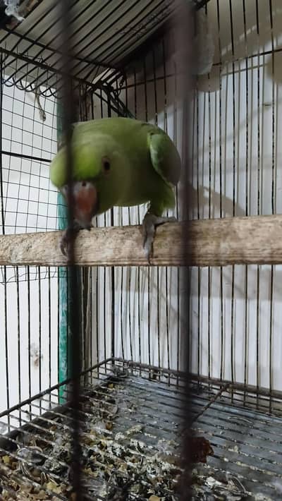green female