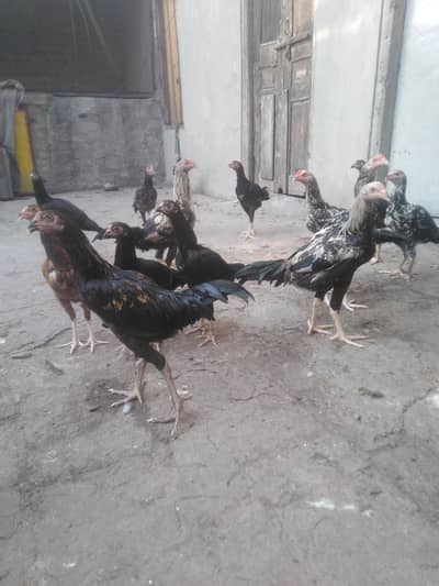 For sale 1200
