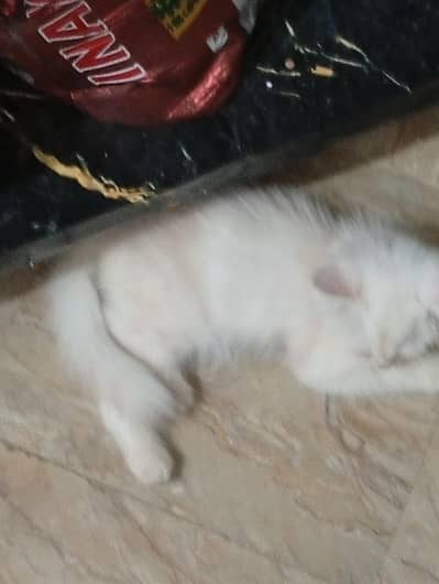 Very beautiful persian cat in white colour and brown colour