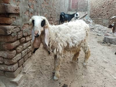 Kajli female sheep
