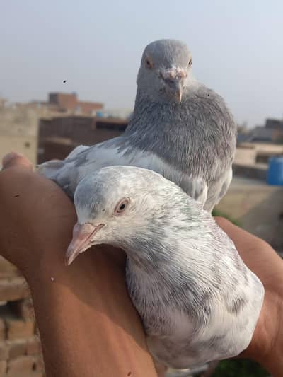pure sleti amamdeen pair for sale