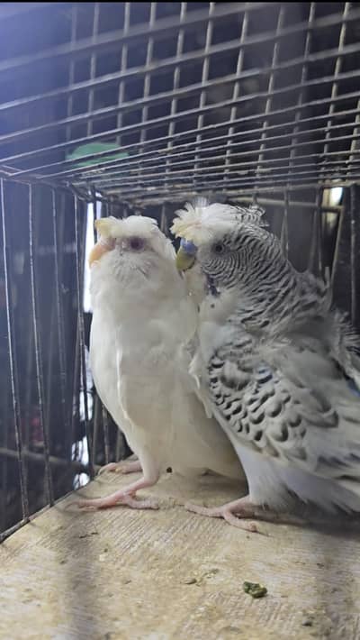 Hogorommo red eye breeder pair