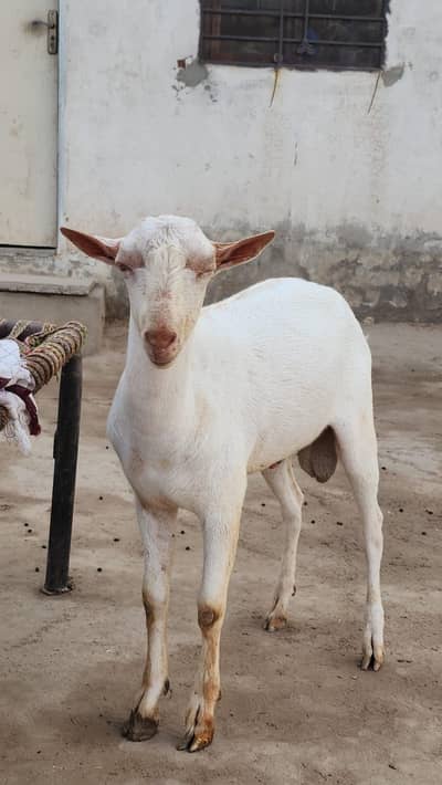 Muhammad pori