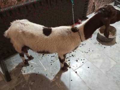 Bakri for sale doghli