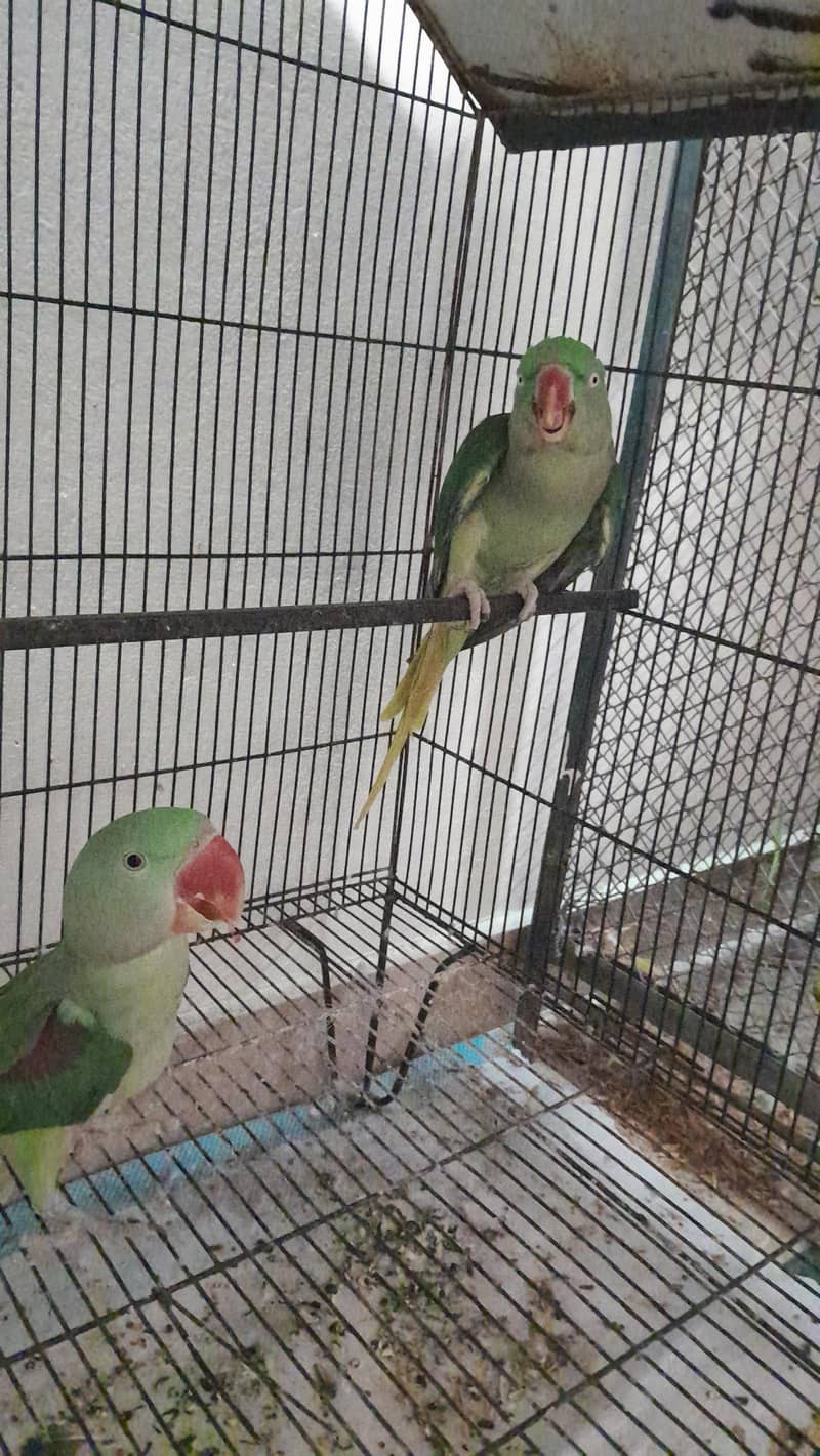 Raw Pair 0