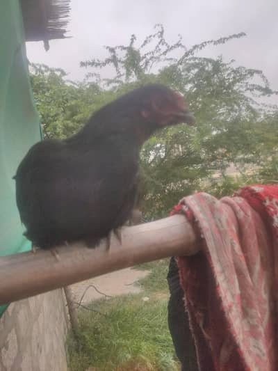 black murgi