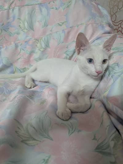 Semi Persian Kittens available Only For Pet Lovers Family