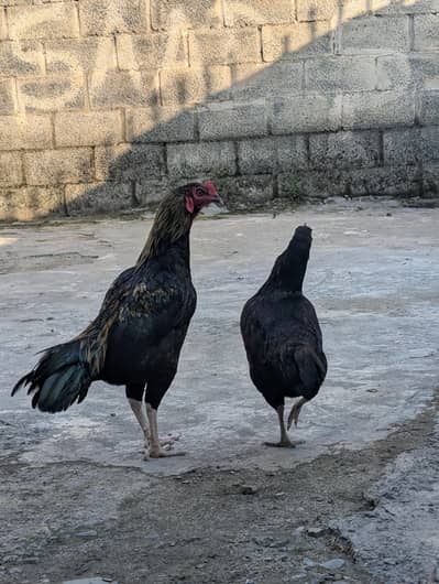 Desi jangi hens pair and one chuza free