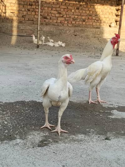 Pure aseeel heeer pair