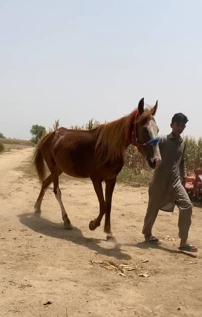 Kaki kumait 5 kalyan Ghori duniya ka koi nuqs ab ni
