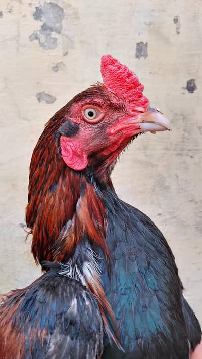 Aseel murga for sale