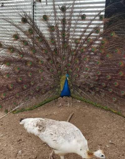 pair of blue shoulder male and black shoulder female of peacock