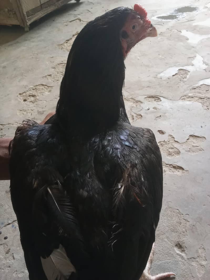muneeb 2