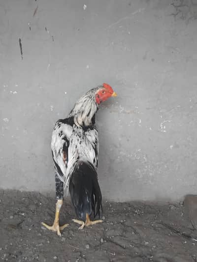 Aseel patha For sale