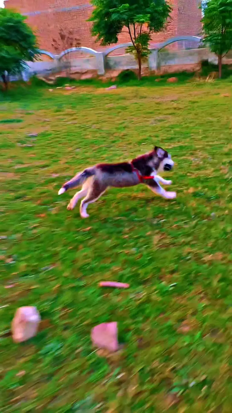 Siberian Husky heavy bone structure