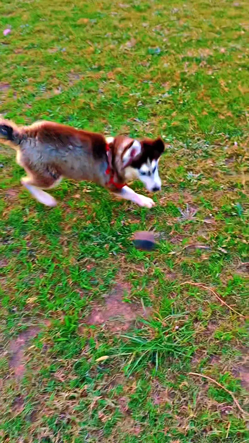 Siberian Husky heavy bone structure — photo 8