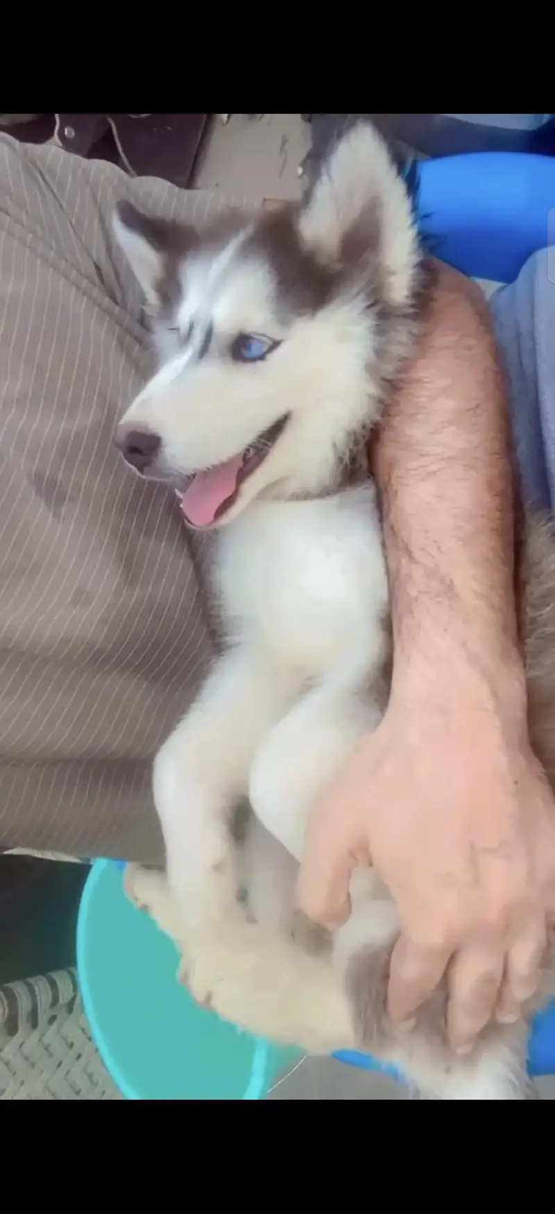 Siberian Husky heavy bone structure — photo 9