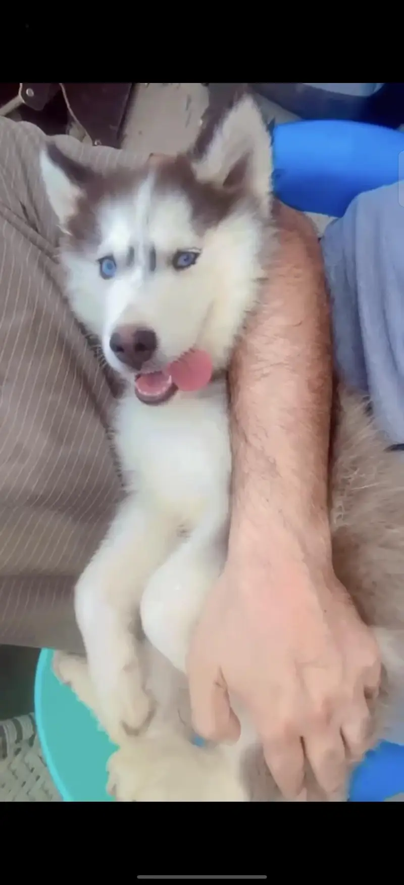 Siberian Husky heavy bone structure — photo 10
