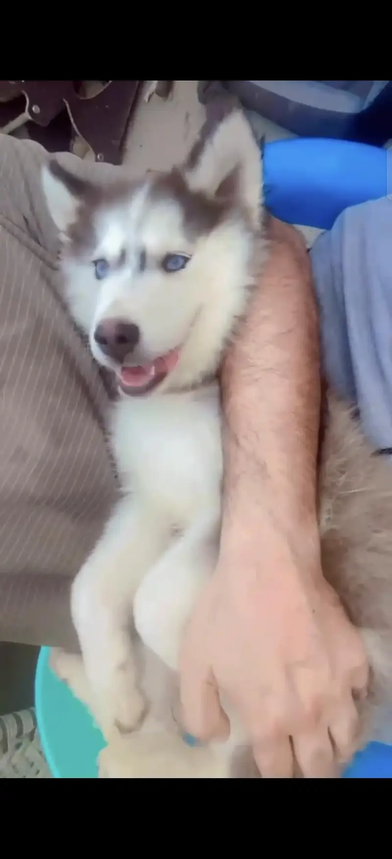 Siberian Husky heavy bone structure — photo 11