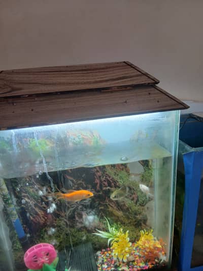 Aquarium for sale in good condition with oranda goldfish