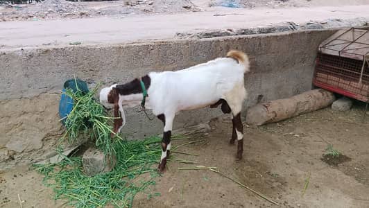 Bakra Bakri for sale