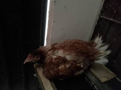 Pure kurk Aseel female available