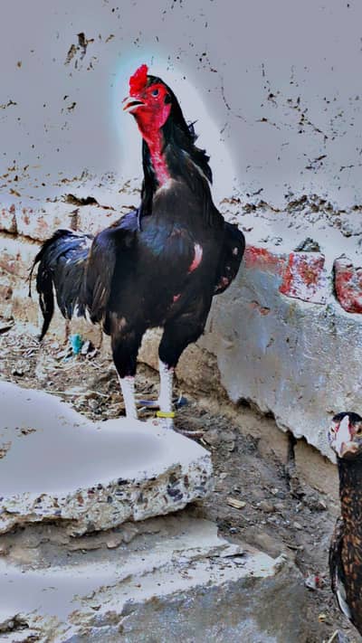 Aseel chicks available