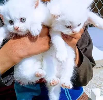 Persian cat for sale 2 month age available