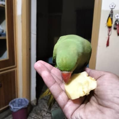 hand team parrot  for sale green Ring neak
