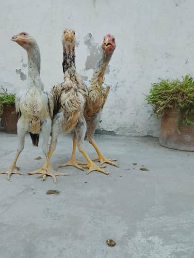 shamo home breed