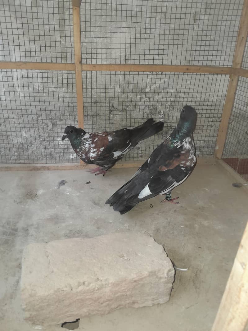 breader pair 12