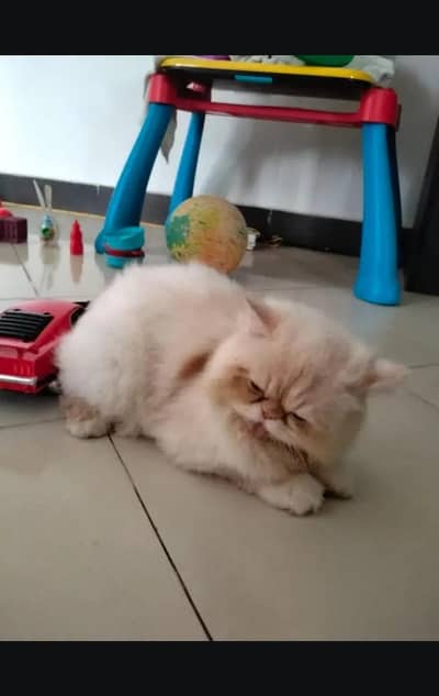 Male Cat Punch Face