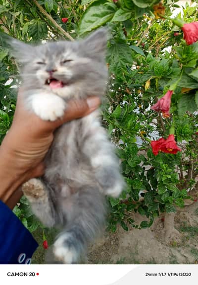 female Persian kitten