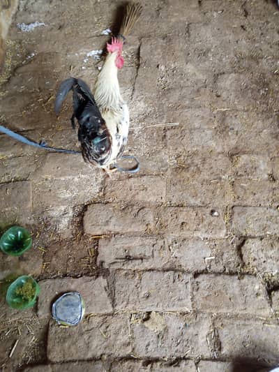 desi murgha for sale, 1,for Whatsapp 03032930326