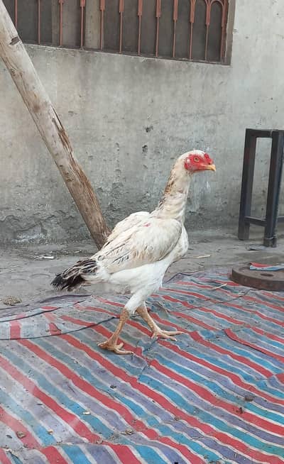aseel murghi for sale