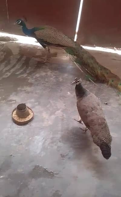 Peacock  pair for sale. indian blue Sholder
