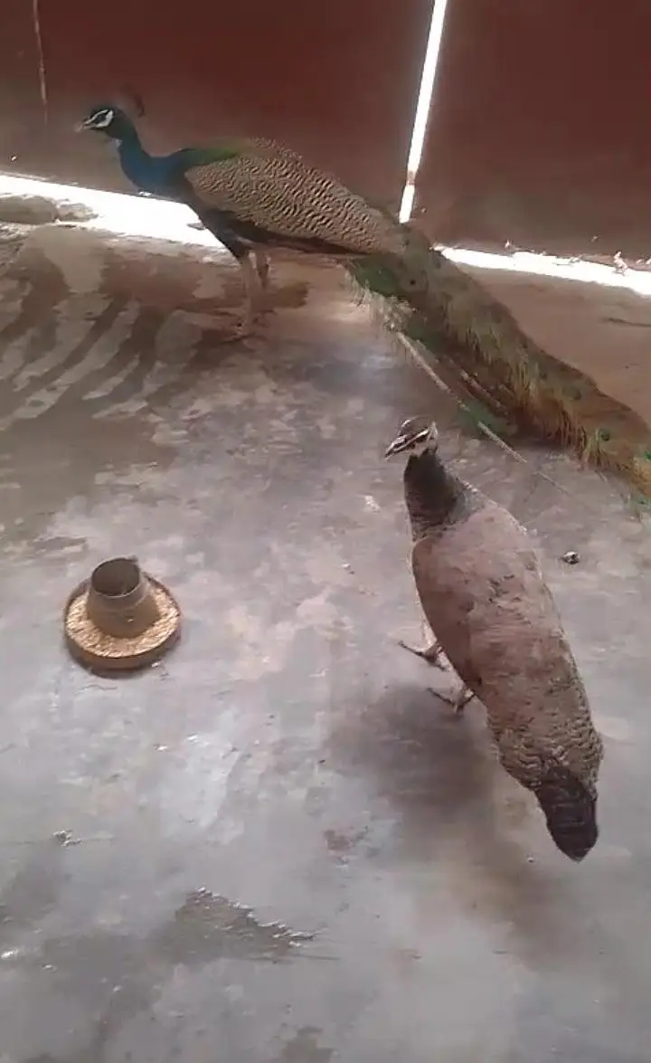 Peacock  pair for sale. indian blue Sholder