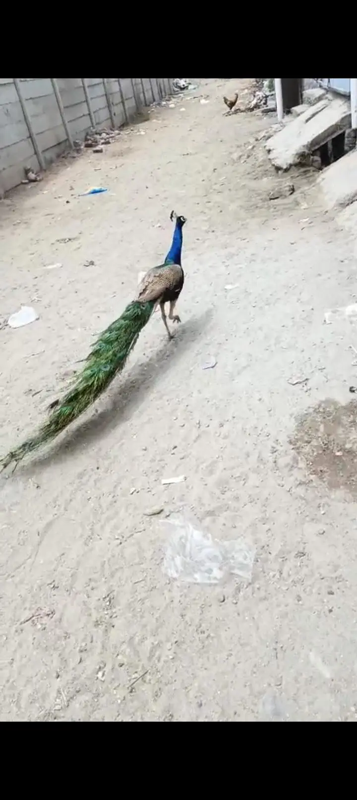 Peacock  pair for sale. indian blue Sholder — photo 2