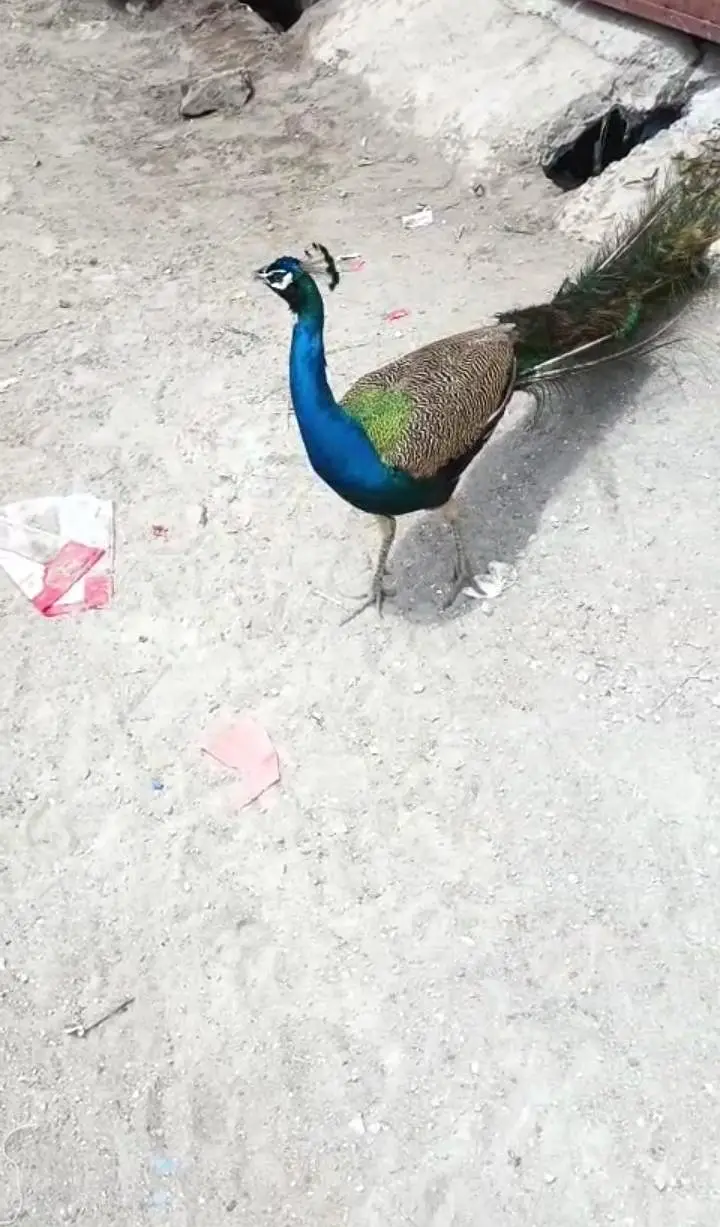 Peacock  pair for sale. indian blue Sholder — photo 5