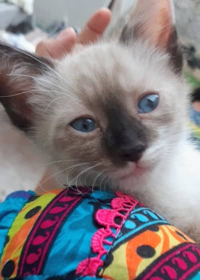 kittens