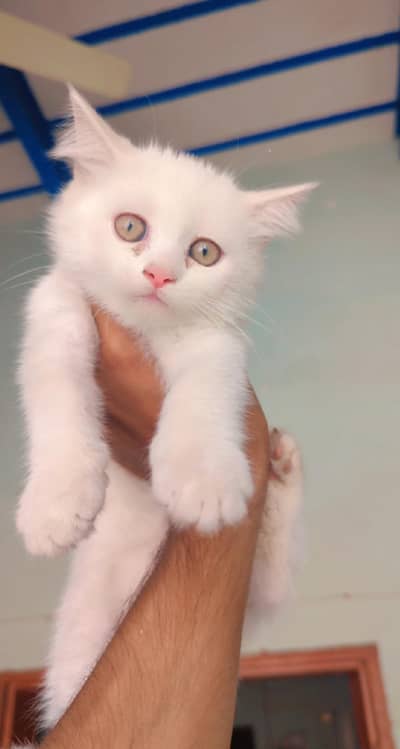 beautiful Persian female kitten washroom train what 03188100390