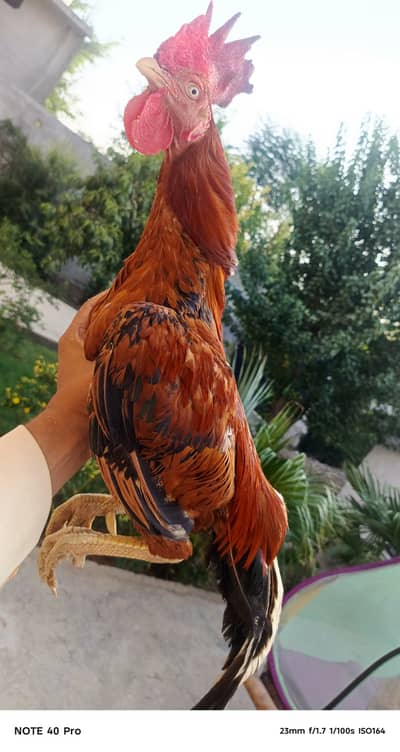High quality bengum Aseel for sale.