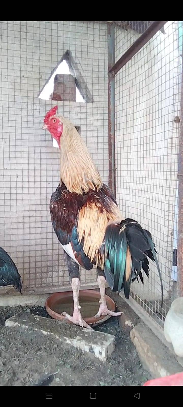 Aseel Patha available . . . 0